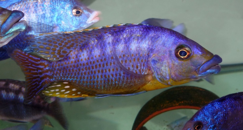 Protomelas sp. 'mbenji thick-lip' Mbenji Island